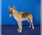 Small Photo #2 German Shepherd Dog Puppy For Sale in Pasadena, CA, USA