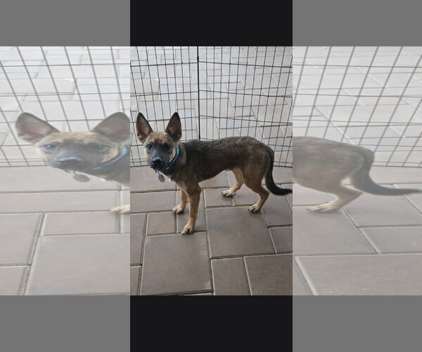 Medium Photo #6 German Shepherd Dog-Unknown Mix Puppy For Sale in Centreville, VA, USA