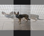 Small #5 German Shepherd Dog Mix
