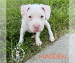 Small #10 Staffordshire Bull Terrier Mix
