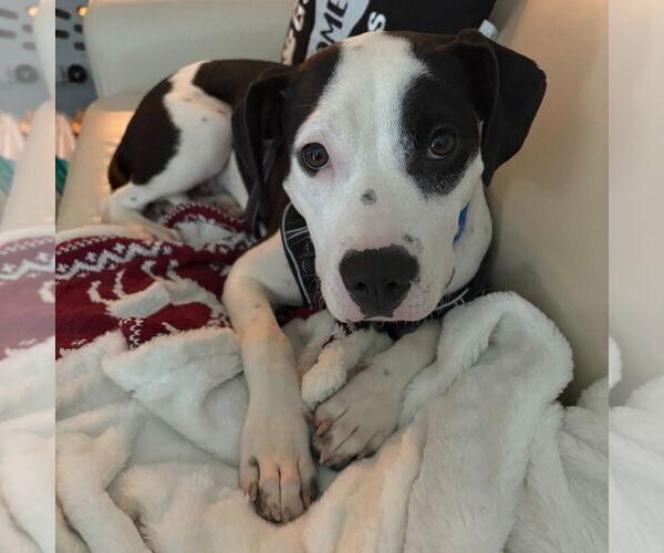 Medium Photo #7 Mutt Puppy For Sale in Canton, CT, USA