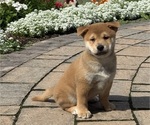Iggy - Male Shiba Inu Puppy for Sale - Photo #5
