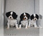Small #1 Cavalier King Charles Spaniel