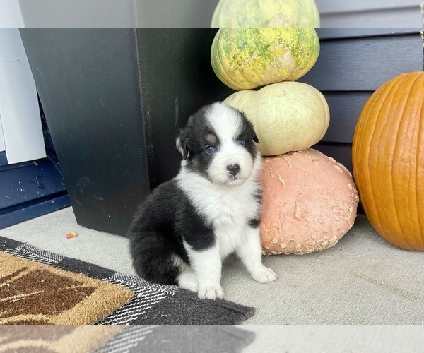 Medium Photo #5 Australian Shepherd Puppy For Sale in LODA, IL, USA