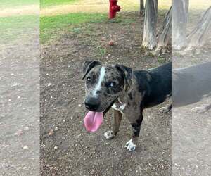 Catahoula Leopard Dog-Unknown Mix Dogs for adoption in Rowlett, TX, USA