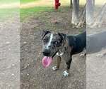 Raider - Male Catahoula Leopard Dog-Unknown Mix Dog for Adoption - Small photo