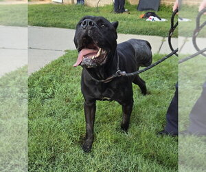 DA 35 Debow - Male Mutt Dog for Adoption - Photo #2
