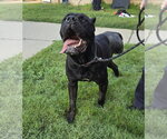 Small Photo #2 Mutt Puppy For Sale in Glen Allen, VA, USA