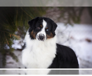 Father of the Australian Shepherd puppies born on 04/28/2025