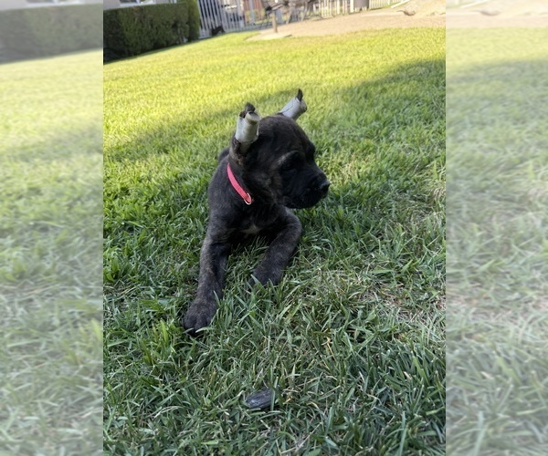 Medium Photo #7 Cane Corso Puppy For Sale in LIVERMORE, CA, USA