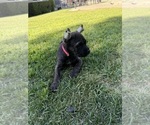 Small Photo #32 Cane Corso Puppy For Sale in LIVERMORE, CA, USA