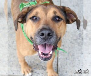 Boxer-Unknown Mix Dogs for adoption in Washington, DC, USA
