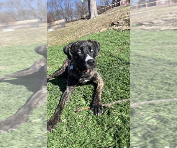 Medium Photo #16 Siberian Husky-Unknown Mix Puppy For Sale in Springdale, PA, USA