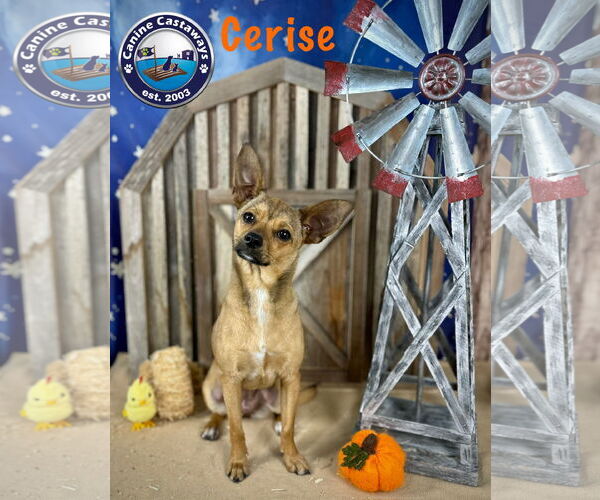 Medium Photo #3 Chihuahua Puppy For Sale in Arcadia, FL, USA