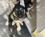 Puppy Pepper German Shepherd Dog-Siberian Husky Mix