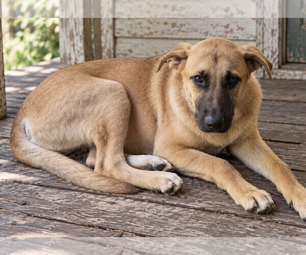 Medium Photo #3 German Shepherd Dog Puppy For Sale in Southbury, CT, USA