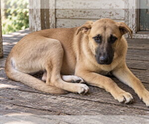 Tucker - Male German Shepherd Dog Dog for Adoption - Photo #3