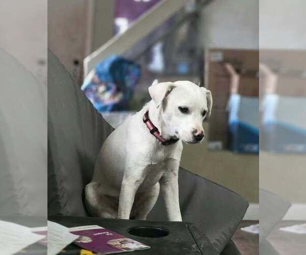 Medium Photo #4 Labbe Puppy For Sale in Aurora, IN, USA