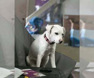 Delaware : Bear - Male Labbe Dog for Adoption - Photo #4
