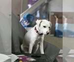 Small Photo #4 Labbe Puppy For Sale in Aurora, IN, USA