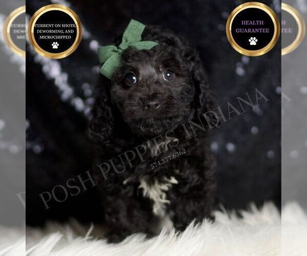 Medium Photo #1 Poodle (Miniature) Puppy For Sale in WARSAW, IN, USA