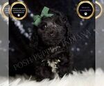 Puppy Arnie AKC Poodle (Miniature)