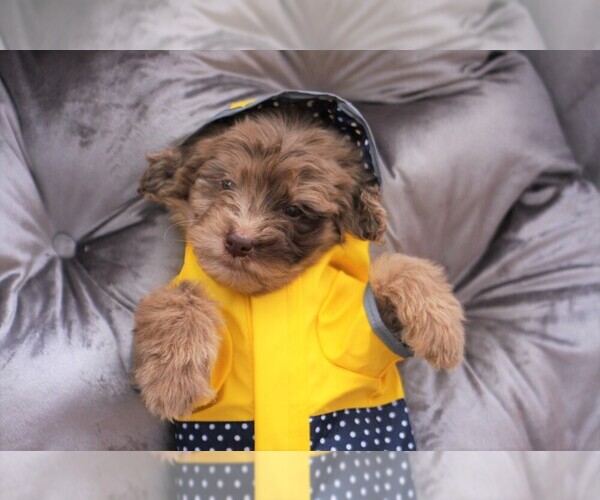 Medium Photo #1 Aussiedoodle Puppy For Sale in EDMOND, OK, USA