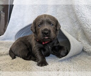 Labrador Retriever Puppy for sale in PALMYRA, VA, USA
