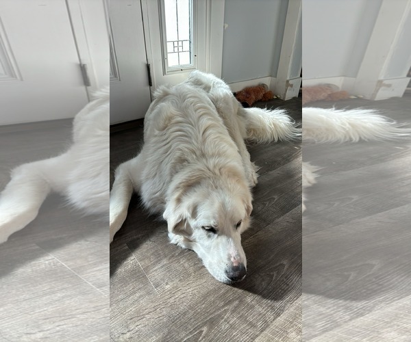 Medium Photo #2 Great Pyrenees Puppy For Sale in Bountiful, UT, USA