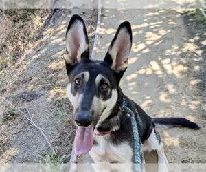 Medium German Shepherd Dog Mix