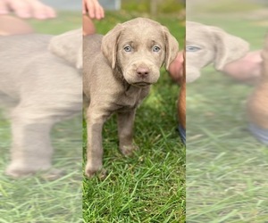 Labrador Retriever Puppy for sale in PENDLETON, IN, USA