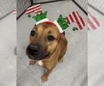 Small #3 American Pit Bull Terrier