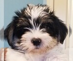 Small Photo #27 Morkie Puppy For Sale in HOLLAND, MI, USA