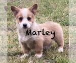 Small Photo #2 Pembroke Welsh Corgi Puppy For Sale in BEULAVILLE, NC, USA