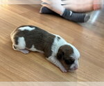 Small Photo #3 Boxer Puppy For Sale in Austin, TX, USA