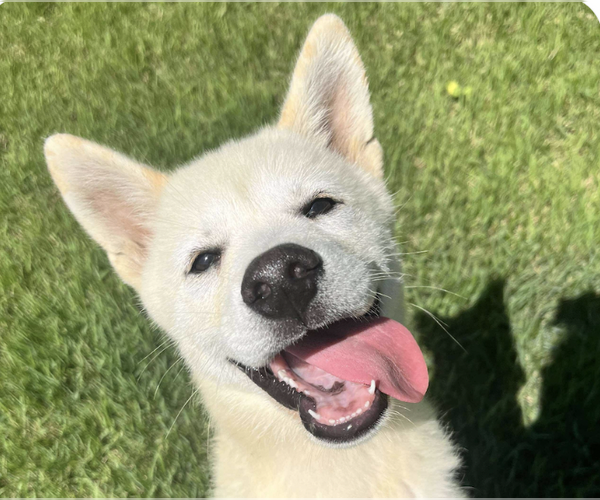 Medium Photo #1 Mutt Puppy For Sale in San Ramon, CA, USA