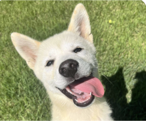 Mutt Dogs for adoption in San Ramon, CA, USA