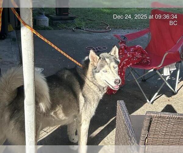 Medium Photo #1 Siberian Husky Puppy For Sale in Ocala, FL, USA