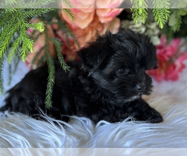 Medium Photo #8 Morkie Puppy For Sale in ROCK STREAM, NY, USA