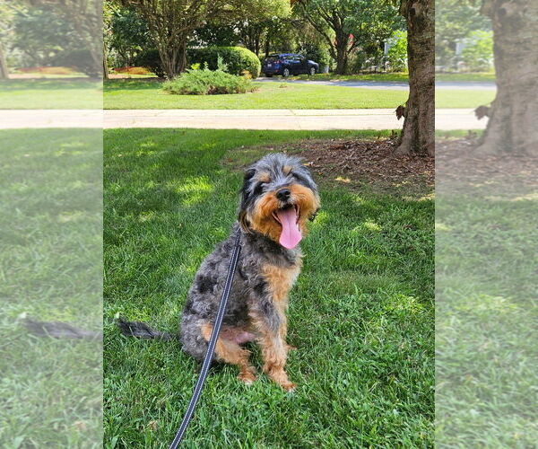 Medium Photo #9 Australian Terrier-Unknown Mix Puppy For Sale in Arlington, VA, USA