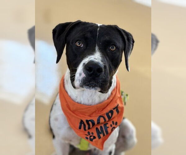 Medium Photo #2 Great Dane-Unknown Mix Puppy For Sale in San Bernardino, CA, USA