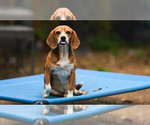 Beagle Dogs for adoption in Seven Valleys, PA, USA