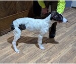 Small #2 Borzoi