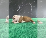 Small #12 Boston Terrier