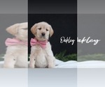 Puppy 2 Goldendoodle-Labrador Retriever Mix
