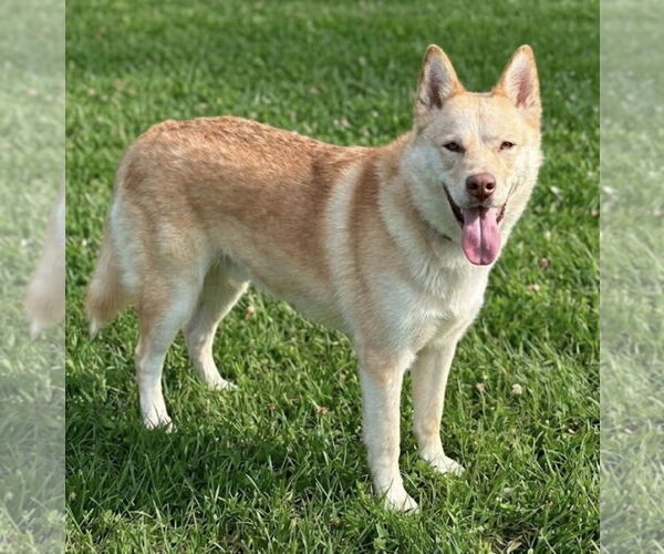 Medium Photo #2 Siberian Husky-Unknown Mix Puppy For Sale in Newport Beach, CA, USA