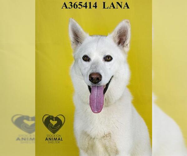 Medium Photo #2 Siberian Husky Puppy For Sale in Stockton, CA, USA