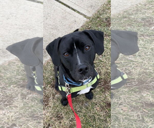 Medium Photo #3 Labbe Puppy For Sale in Bridgewater, NJ, USA