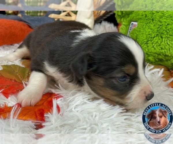 Medium Photo #3 Miniature Australian Shepherd Puppy For Sale in GRANBURY, TX, USA