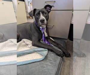 Labrador Retriever-Unknown Mix Dogs for adoption in Mount Pleasant, SC, USA